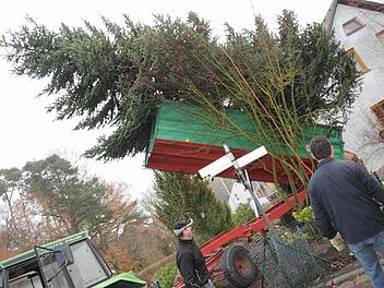 So spart man sich das Tragen: Die Männer fuhren mit dem Anhänger in den Garten von Familie Weichselbaum. Die Tanne landet nach dem Fällen genau auf der Ladefläche. Fotos: Stefan Reinmann