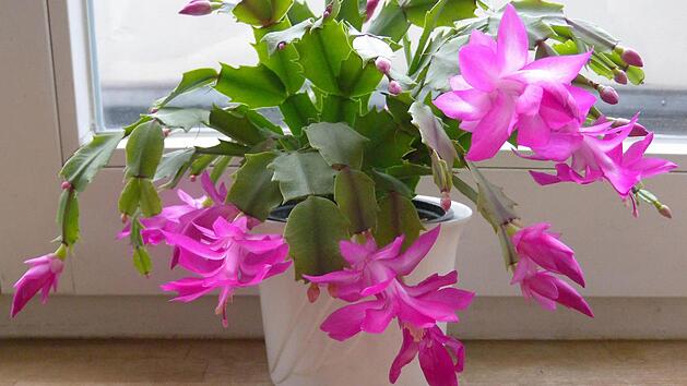 Foto: Andrea Warnecke