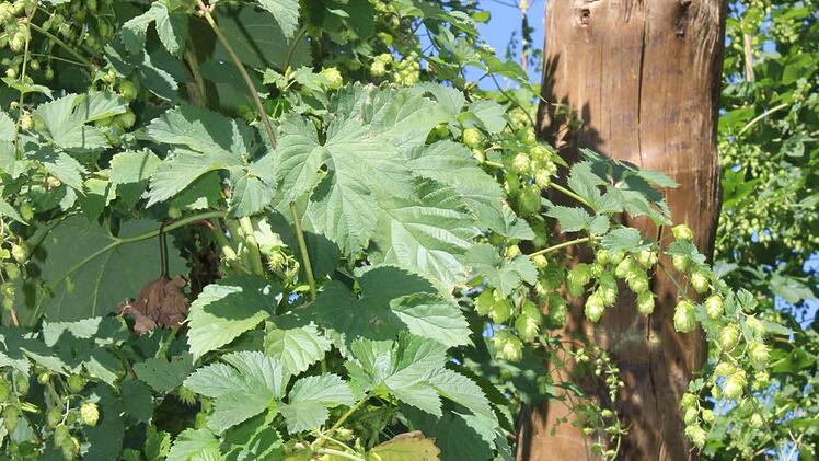 Die Hopfenpflanzen auf den Feldern in Lilling Fotos: fra-press