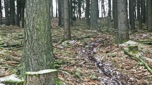 Diese Fahrspuren schädigen den Waldboden auf viele Jahrzehnte. Fotos: pr