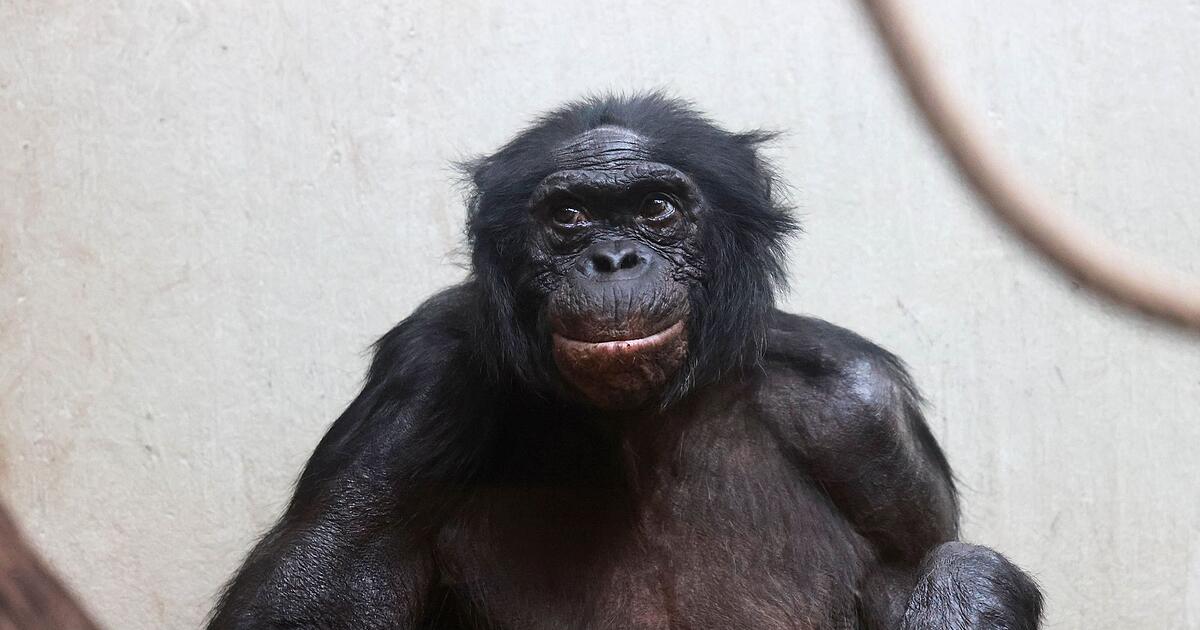 Auch-Zoos-haben-ein-Problem-mit-beralterung