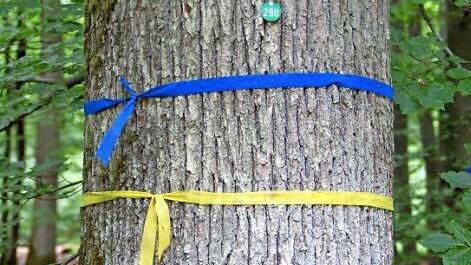 Farbige Bänder und Nummern an Bäumen weisen darauf hin, dass in der Waldabteilung "Steinkreuz" internationale Waldforschung stattfindet.