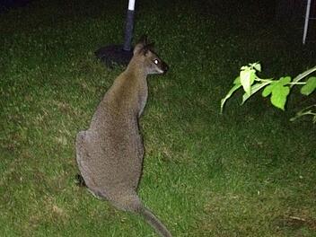 Ein Känguru in Ausflugslaune. Fotos: privat