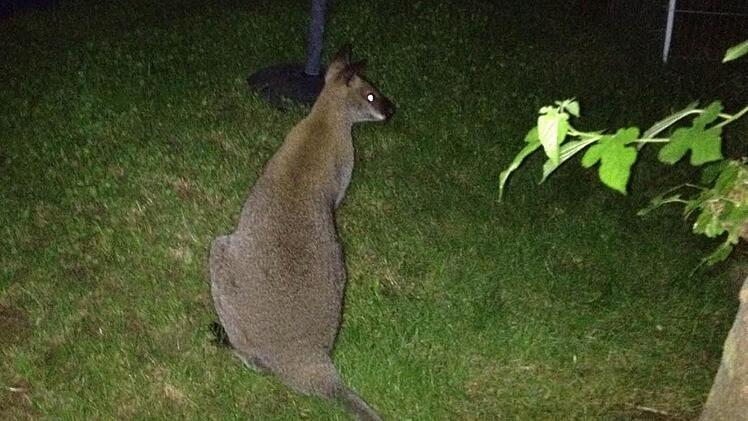 Ein Känguru in Ausflugslaune. Fotos: privat