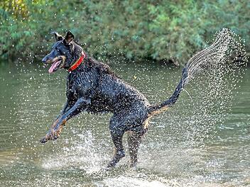 Ein spritziges Vergnügen bereitete sein Besitzer diesem Beauceron mit dem französischen Namen Louis beim Baden im Main. Vor allem die Tropfenfontäne an der Rute des Tieres drückt die ganze Lebensfreude aus.  Foto: Birgit Kirster