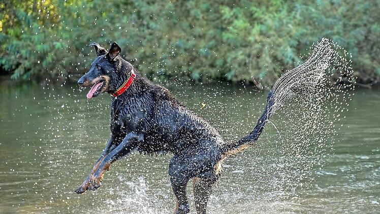 Ein spritziges Vergnügen bereitete sein Besitzer diesem Beauceron mit dem französischen Namen Louis beim Baden im Main. Vor allem die Tropfenfontäne an der Rute des Tieres drückt die ganze Lebensfreude aus.  Foto: Birgit Kirster
