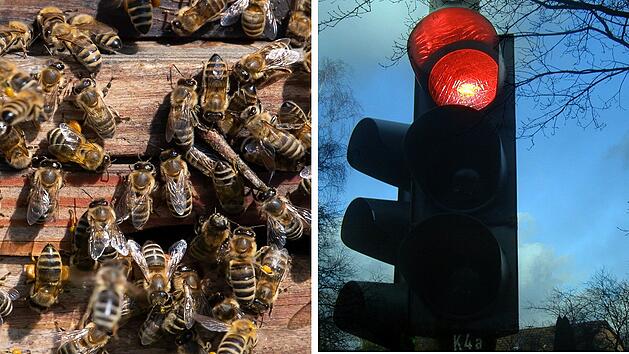 Bienenvolk l&auml;sst sich vor Ampellicht nieder