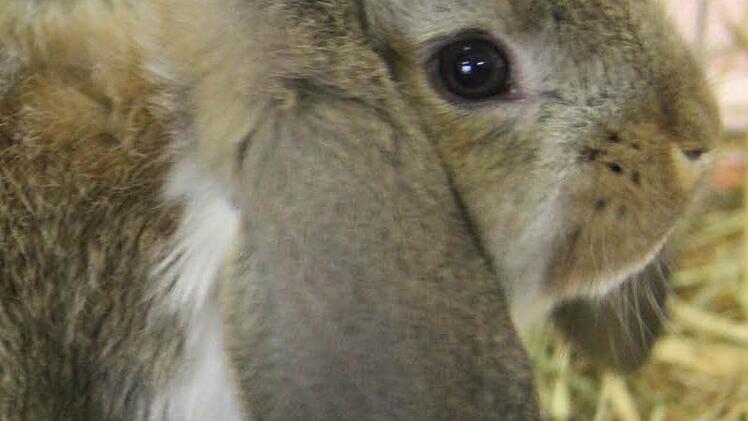 Sogar kleine Osterhasen - Zwergwidder mit wunderschönen langen Hängeohren - gab es in der Frankenwaldhalle für die Wanderer zu sehen.