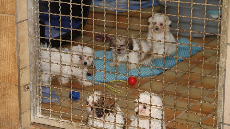 Diese Spitz-Welpen aus einem illegalen Transport aus der Slowakei zählen immer noch zu den Sorgenkindern des Lichtenfelser Tierheims. Foto: Gerda Völk