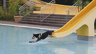 Hundeschwimmen im Kitzinger Freibad