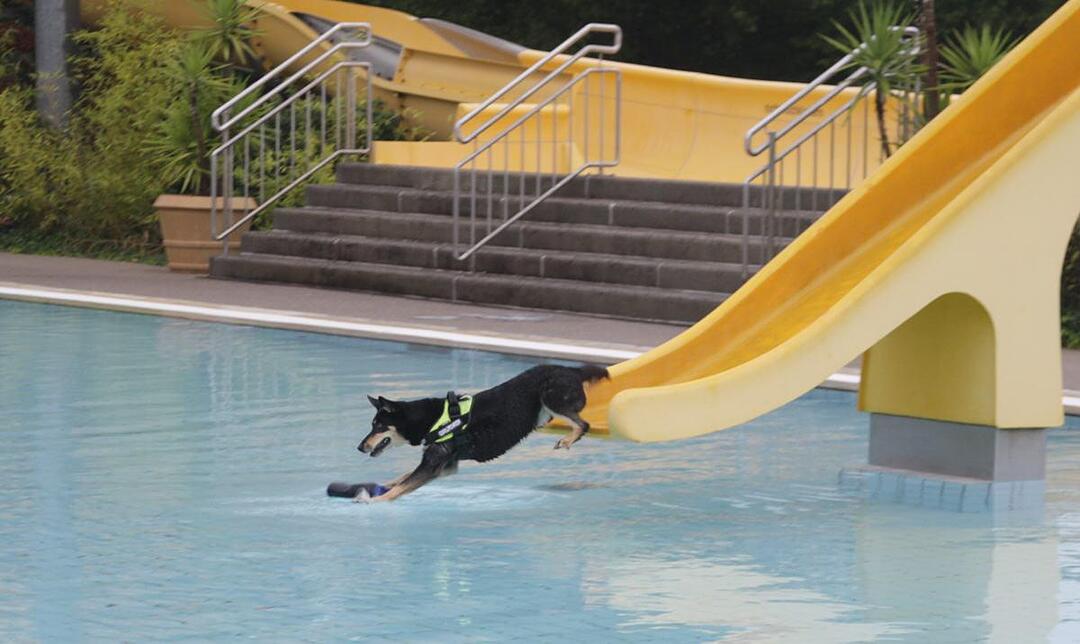 Hundeschwimmen im Kitzinger Freibad