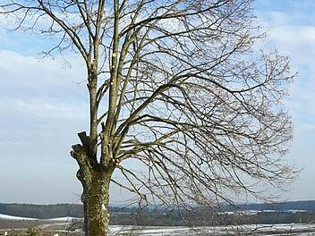 Die Linde nach dem einseitigen Beschnitt im Februar  Foto: privat