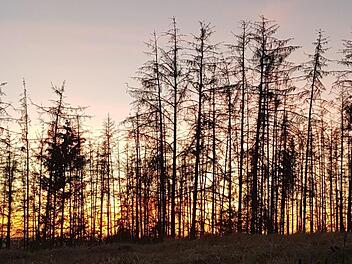 Für den Fichtenwald gehen die Lichter aus. Die Bestände sind dem Klimastress und dem Käferbefall nicht gewachsen.  Fotos: Eckehard Kiesewetter