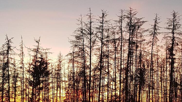 Für den Fichtenwald gehen die Lichter aus. Die Bestände sind dem Klimastress und dem Käferbefall nicht gewachsen.  Fotos: Eckehard Kiesewetter