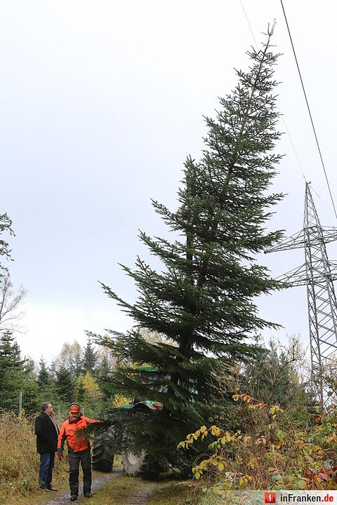 Christbaum für die Queen: Jetzt kann die Reise beginnen