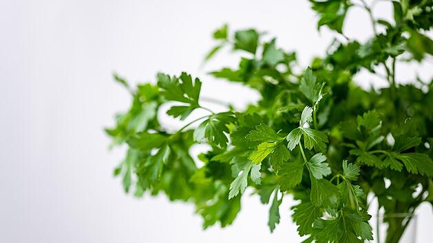 Petersilie ist lecker und gesund - vor allem, wenn du sie regelmäßig isst.