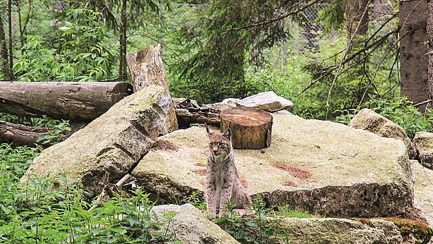 Im Wildpark Mehlmeisel kannst du wilden Tieren ganz nah kommen.