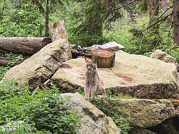 Im Wildpark Mehlmeisel kannst du wilden Tieren ganz nah kommen.