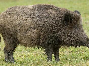 Wildschweine sorgten bei Kehlbach für beträchtliche Schäden.