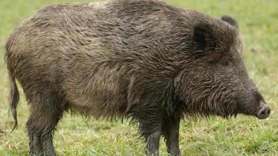 Wildschweine sorgten bei Kehlbach für beträchtliche Schäden.