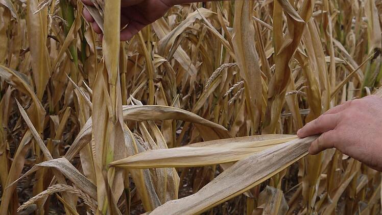 Da geht nichts mehr: Auf manchen Felder im Itzgrund hat der trockene Mais überhaupt keine Kolben.
