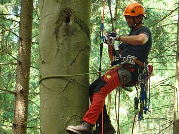 Nicht ganz ungefährliche Suche nach seltenen Waldbewohnern: Forstwirt und Baumkletterer Stefan Hanke bei der Untersuchung von Spechthöhlen