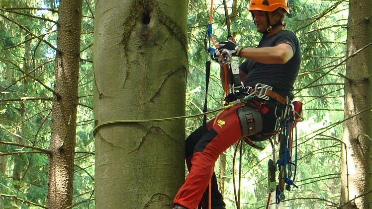 Nicht ganz ungefährliche Suche nach seltenen Waldbewohnern: Forstwirt und Baumkletterer Stefan Hanke bei der Untersuchung von Spechthöhlen
