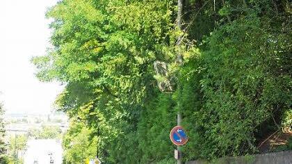 Irgendwo in dem Dickicht befindet sich eine Straßenlampe. In solchen Fällen bitten CEB und Ordnungsamt um rasche Abhilfe.  Fotos: CEB