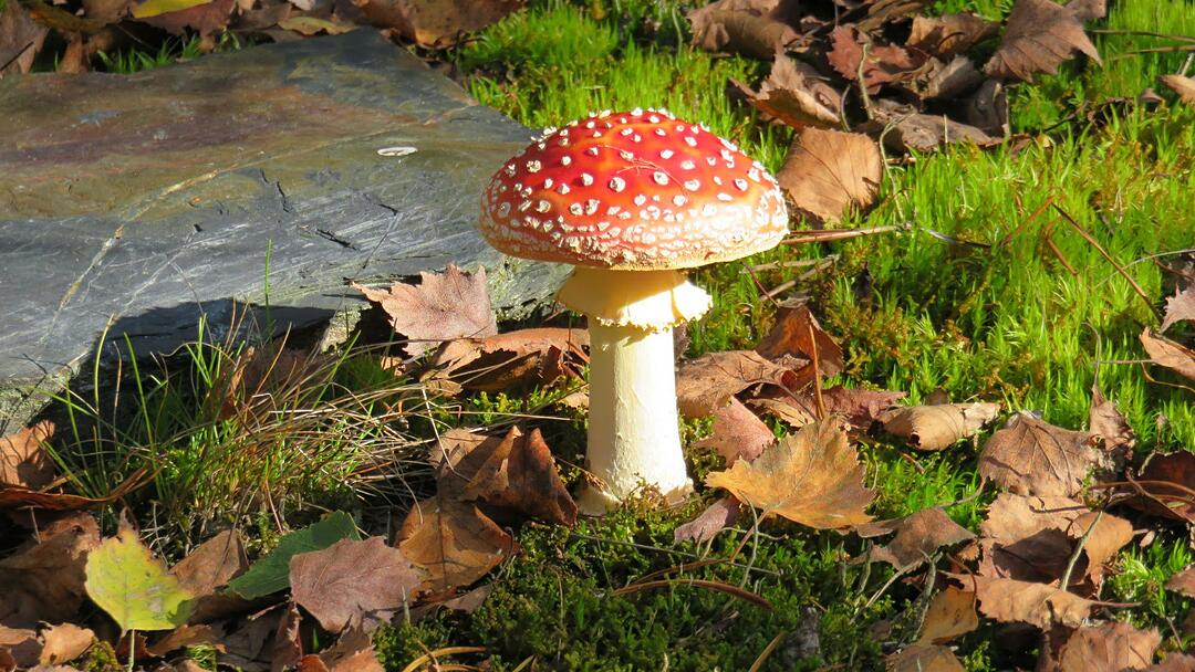 Die schönsten Fotos im September aus Coburg und Umgebung