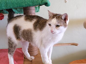 Tierheim Bamberg: Katze Wana in "schlechtem Zustand" gefunden - Tier zerrupft
