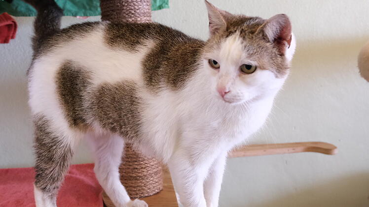 Tierheim Bamberg: Katze Wana in "schlechtem Zustand" gefunden - Tier zerrupft