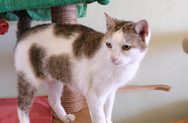 Tierheim Bamberg: Katze Wana in "schlechtem Zustand" gefunden - Tier zerrupft
