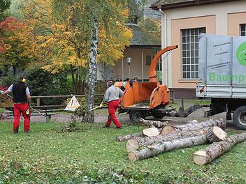 In der Anlage am Liebfrauensee ließ die Stadt drei Bäuime fällen. Ersatzpflanzungen sind geplant. Foto: Thomas Mäuser