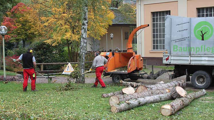 In der Anlage am Liebfrauensee ließ die Stadt drei Bäuime fällen. Ersatzpflanzungen sind geplant. Foto: Thomas Mäuser