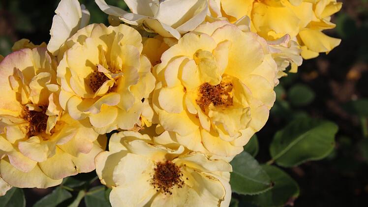 Rosensorte Stuttgardia. Foto: Ralf Ruppert