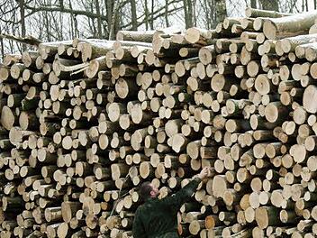 Um einen Holzdiebstahl im nördlichen Landkreis Kulmbach ging es bei einer Verhandlung am Amtsgericht Kulmbach. Foto: Archiv/dpa