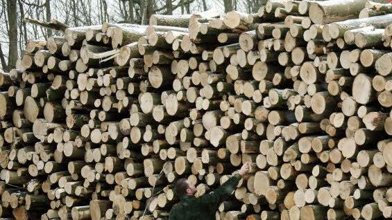 Um einen Holzdiebstahl im nördlichen Landkreis Kulmbach ging es bei einer Verhandlung am Amtsgericht Kulmbach. Foto: Archiv/dpa