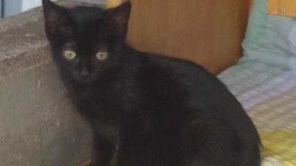 Choco und Chiara suchen gemeinsam ein Plätzchen und Menschen, denen sie vertrauen können.Tierheim Kronach