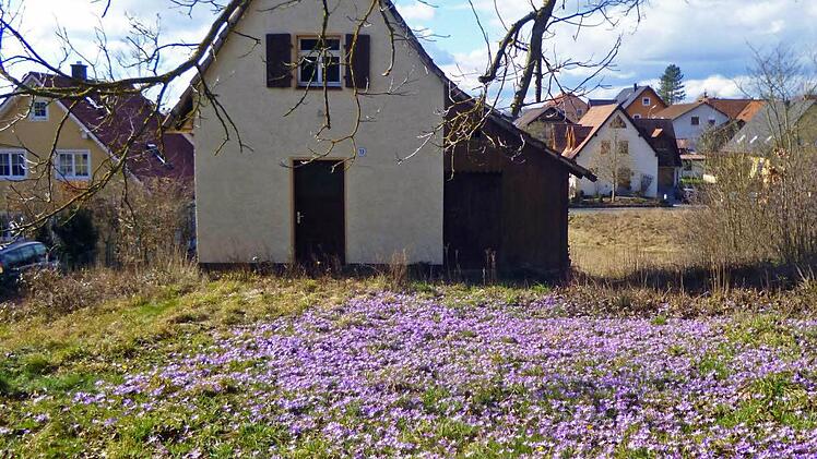 In Höchstadt blühen die Krokusse. Foto: Friedrich Lechner