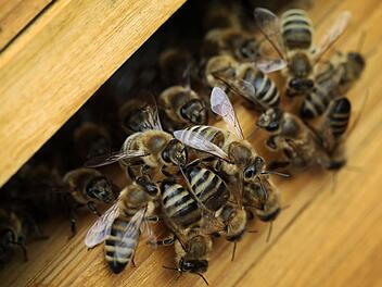 Schlechte Nachricht für Bienenhalter: Die Amerikanische Faulbrut ist im Osten Bambergs aufgetaucht. Foto: p