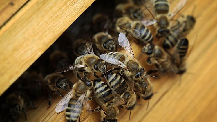 Schlechte Nachricht für Bienenhalter: Die Amerikanische Faulbrut ist im Osten Bambergs aufgetaucht. Foto: p
