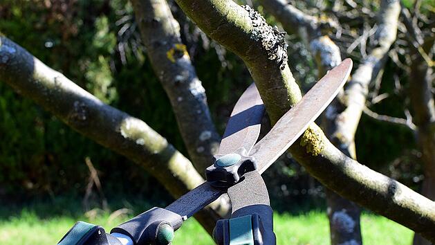 Damit im Frühjahr alles wieder kräftig austreiben kann, müssen bestimmte Pflanzen und Bäume rechtzeitig zurückgeschnitten werden.