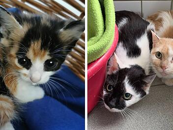 Tierheim W&uuml;rzburg "zutiefst ersch&uuml;ttert": 24 Katzen aus Elend geholt