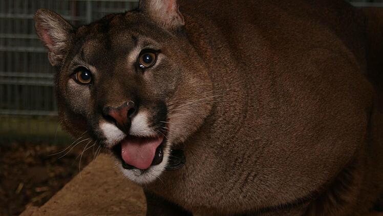 Puma Fabricio wird wichtiger Teil der Zaubershow im Herzogenauracher Vereinshaus sein.