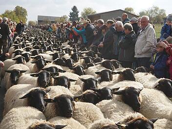 Immer wieder beeindruckend, wenn die Rhönschafherde durch die  Zuschauermenge zieht. Foto: Marion Eckert