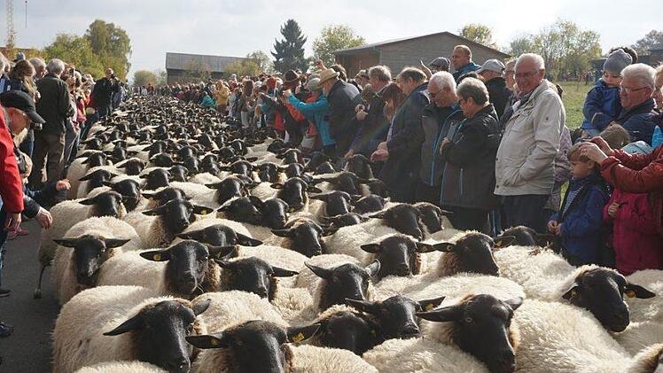Immer wieder beeindruckend, wenn die Rhönschafherde durch die  Zuschauermenge zieht. Foto: Marion Eckert