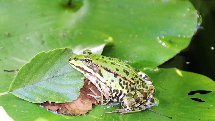 Im Aromagarten kann man den knatternden Balzruf des Teichfroschs hören.