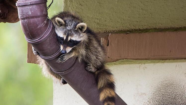 Markus Melzer hatte das seltene Glück, einen Waschbären bei Tageslicht zu fotografieren. Die Bilder entstanden an einem Gebäude im Staatsbad Bad Brückenau. Foto: Markus Melzner