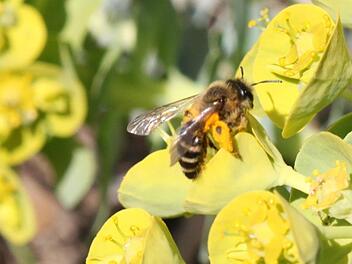 Diese Biene hat auf den Frühblühern im Ebensfelder Schulgarten bereits tüchtig Pollen gesammelt, wie man an den orangefarbenen Klümpchen an ihren Hinterbeinen sehen kann.