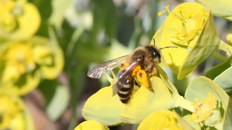 Diese Biene hat auf den Frühblühern im Ebensfelder Schulgarten bereits tüchtig Pollen gesammelt, wie man an den orangefarbenen Klümpchen an ihren Hinterbeinen sehen kann.